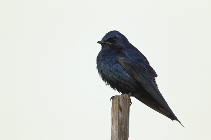 purple-martin-on-rotted-piling-_y9c3654-bay-city-or