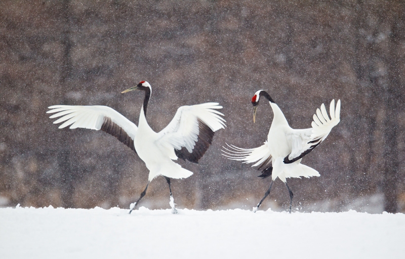 red-crowned-crane-courtship-dance-nb-_90z9944-tsurui-itoh-sanctuary-hokkaido-japan