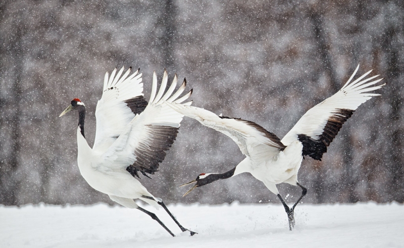 red-crowned-cranes-courtship-fighting-_90z9751-tsurui-itoh-sanctuary-hokkaido-japan