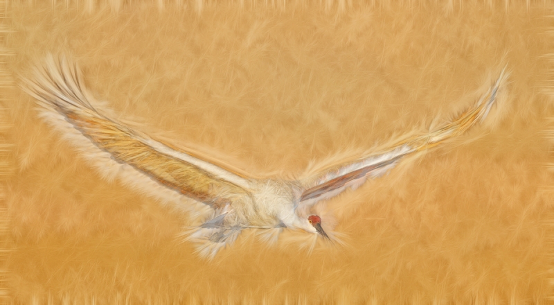sandhill-crane-flight-fract-_y9c0649-bosque-del-apache-nwr-san-antonio-nm