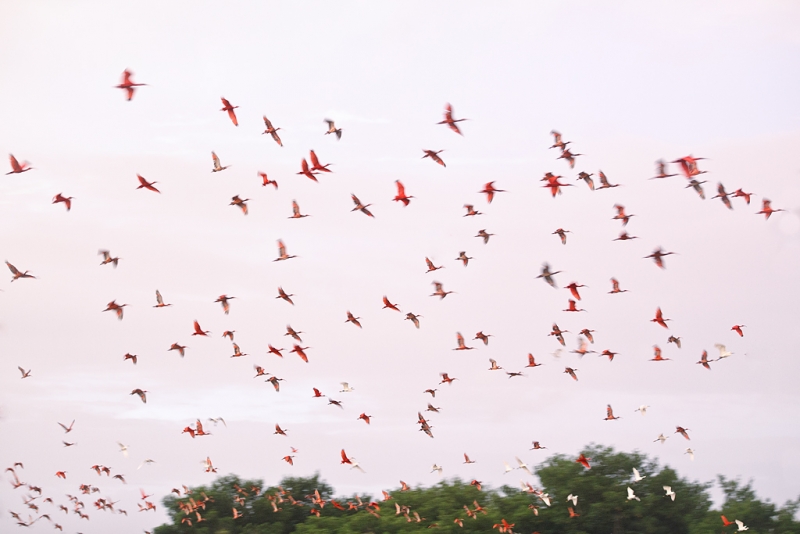 scarlet-ibis-lift-off-_w3c7884-caroni-swamp-trinidad_0