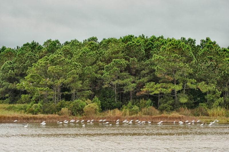 wading-birds-and-pines-_y7o2431-huntington-beach-state-park-sc