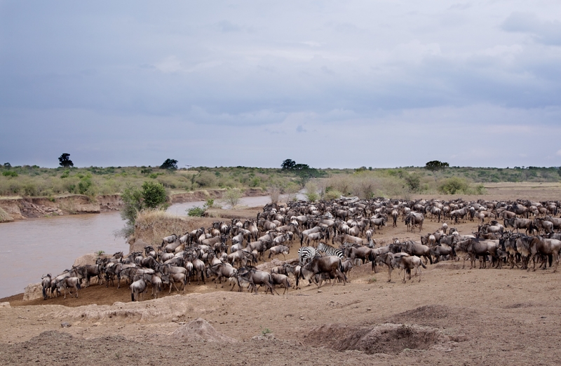 wildebeest-and-zebra-herd-at-the-river-bank-robt_e0w4854keekorok-lodge-maasai-mara-kenya