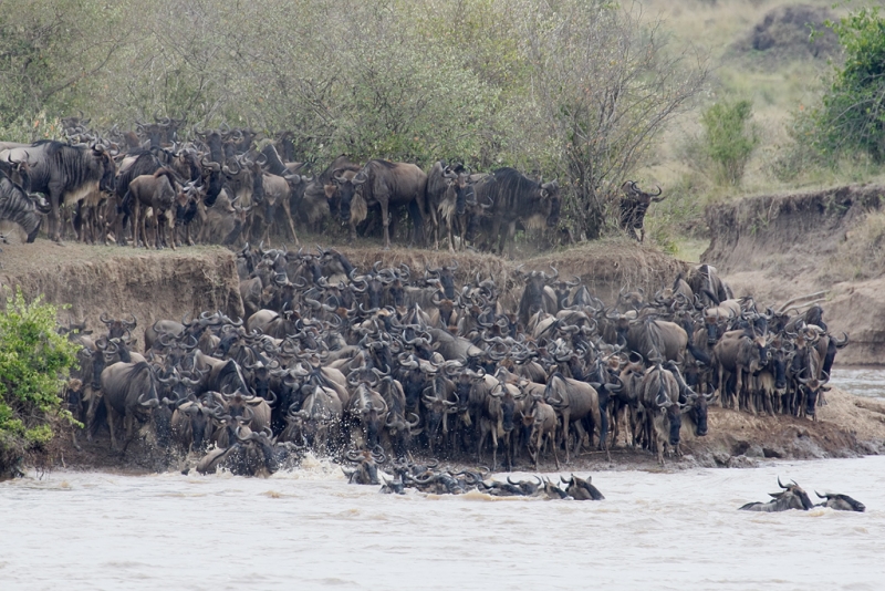 wildebeest-herd-crossing-robt_v5w5972keekorok-lodge-maasai-mara-kenya
