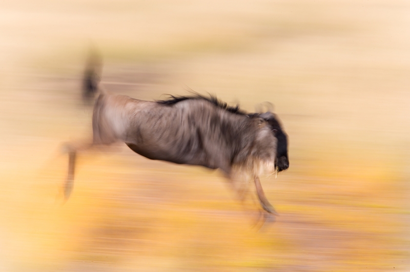 wildebeest-jumping-blur-yellow-_o7f9154-maasai-mara-kenya