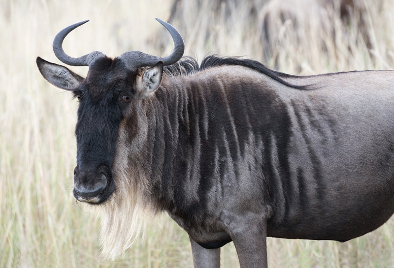wildebeest-very-black-handsome-_o7f9581-maasai-mara-kenya