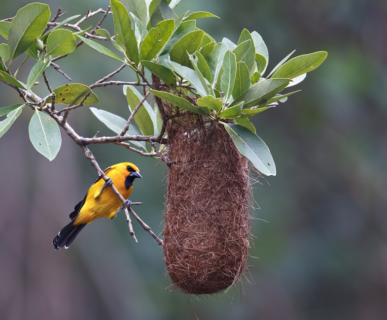 yellow-oriole-at-nest-_w3c8089-trinidad