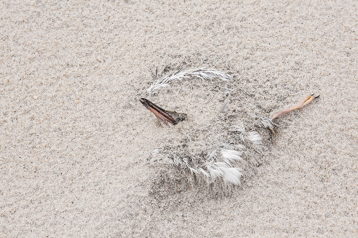 common-tern-chick-dead-in-sand-_a1c7958-nickerson-beach-li-ny