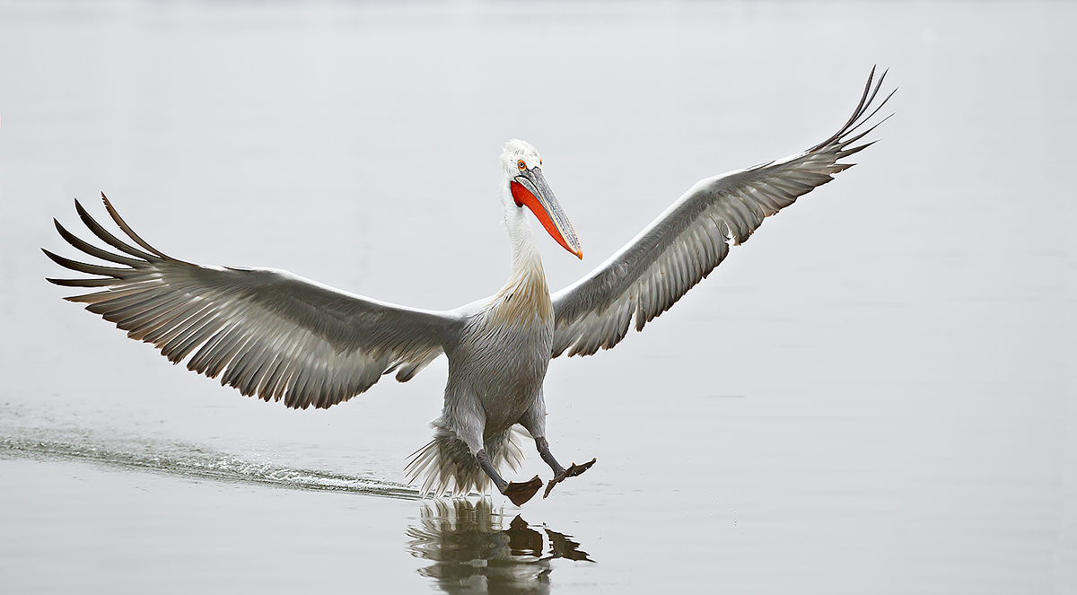 dalmatian-pelican-landing-_w3c5273-lake-kerkini-greece