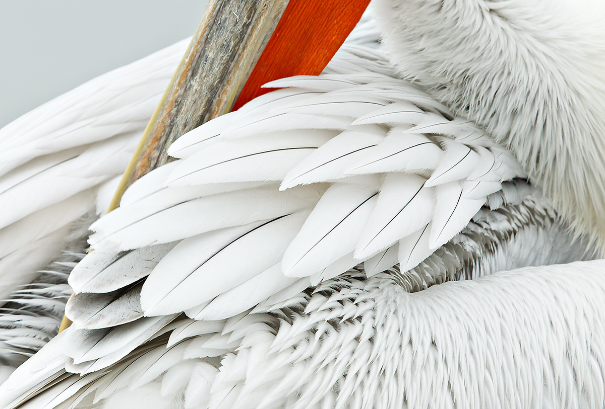 dalmatian-pelican-scapulars-and-bill-while-preening-_w3c6045-lake-kerkini-greece
