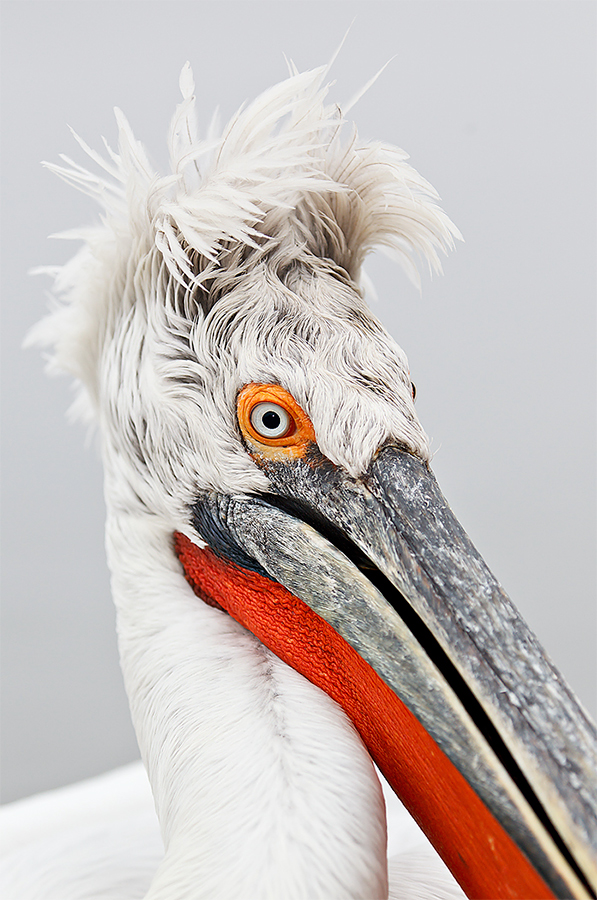dalmatian-pelican-tight-head-portrait-vert-_w3c5551-lake-kerkini-greece