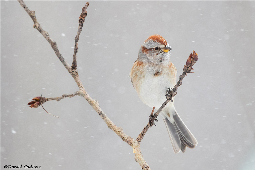dcamerican-tree-sparrow-1600
