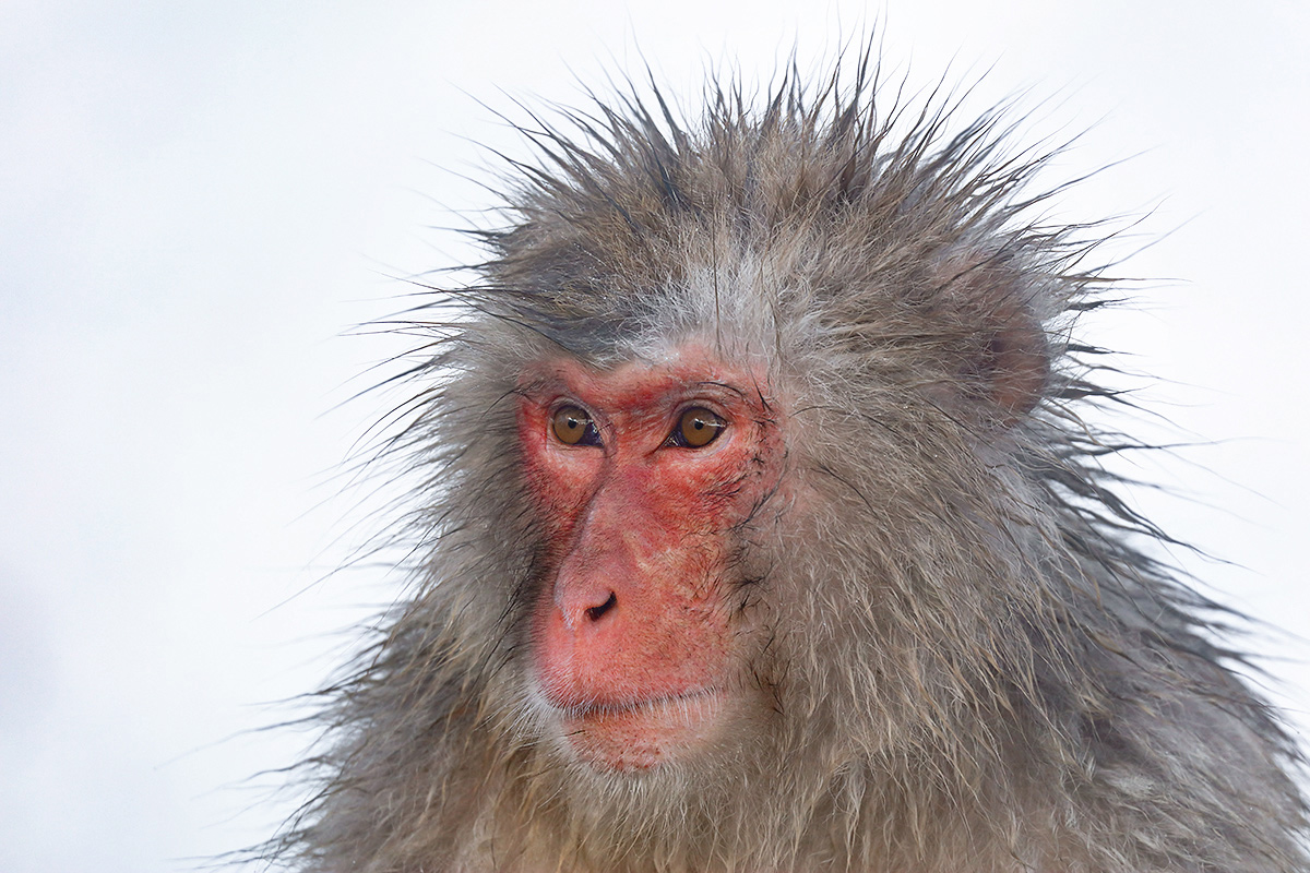 denise-v-snow-monkey-spike-hair-do_r7a97