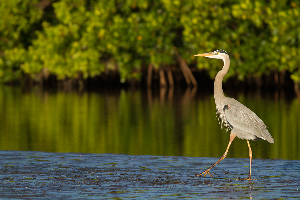 Canon 400mm f5 6 deals