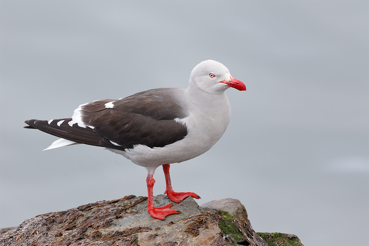 dolphin-gull-breeding-plumage-_y8a7756-ushuaia-argentina