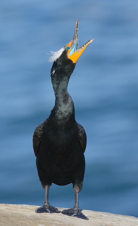 double-crested-cormorant-yawning-_y7o2952-lajolla-ca