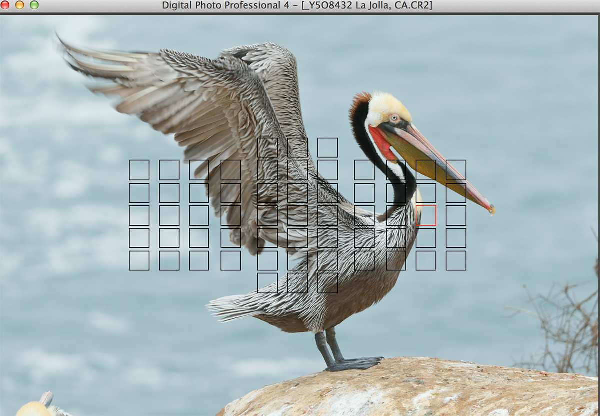 dpp-scrn-capt-brown-pelican-flapping
