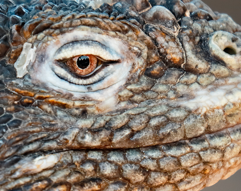 eye-land-iguana-female-resting-in-shade-_y5o1338-south-plaza-galapagos-ecuador