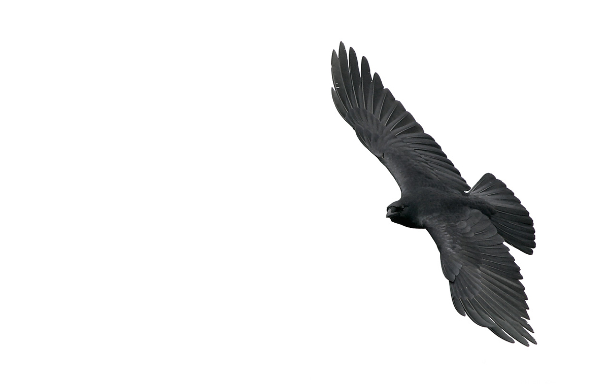 fish-crow-wheeling-flight-_h2d2590-merritt-island-nwr-titusville-fl_0