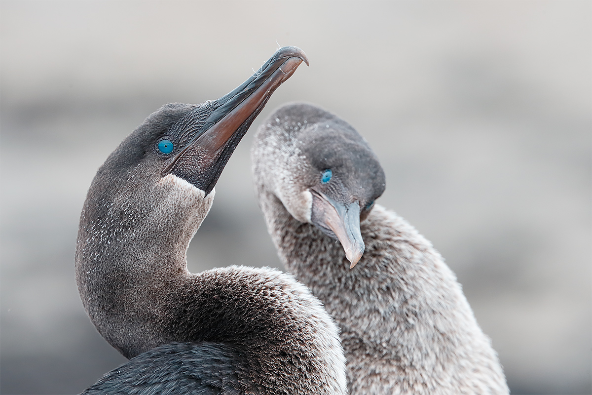 flightless-cormorants-courting-_y5o7590-punta-albemarle-galapagos-ecuador-recovered