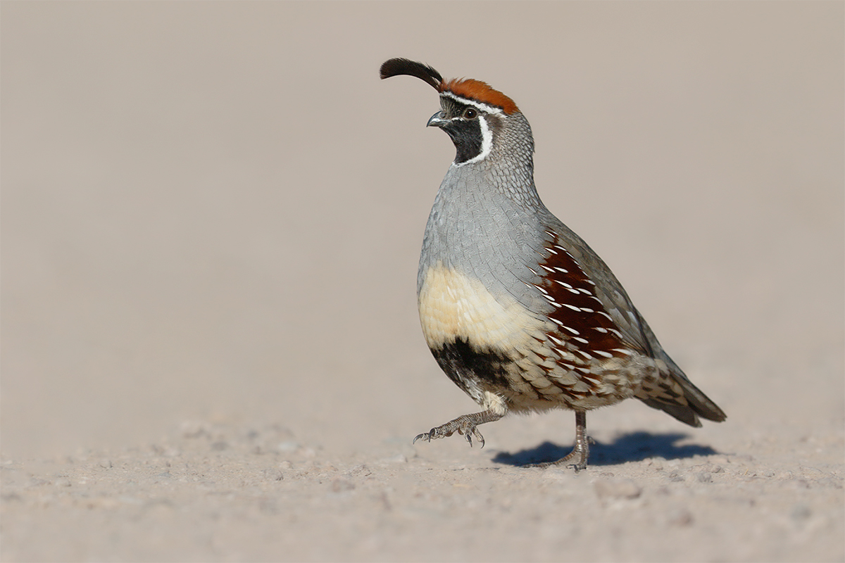 gambels-quail-male-high-stepping-3y8a0867-bosque-del-apache-nwr-san-antonio-nm