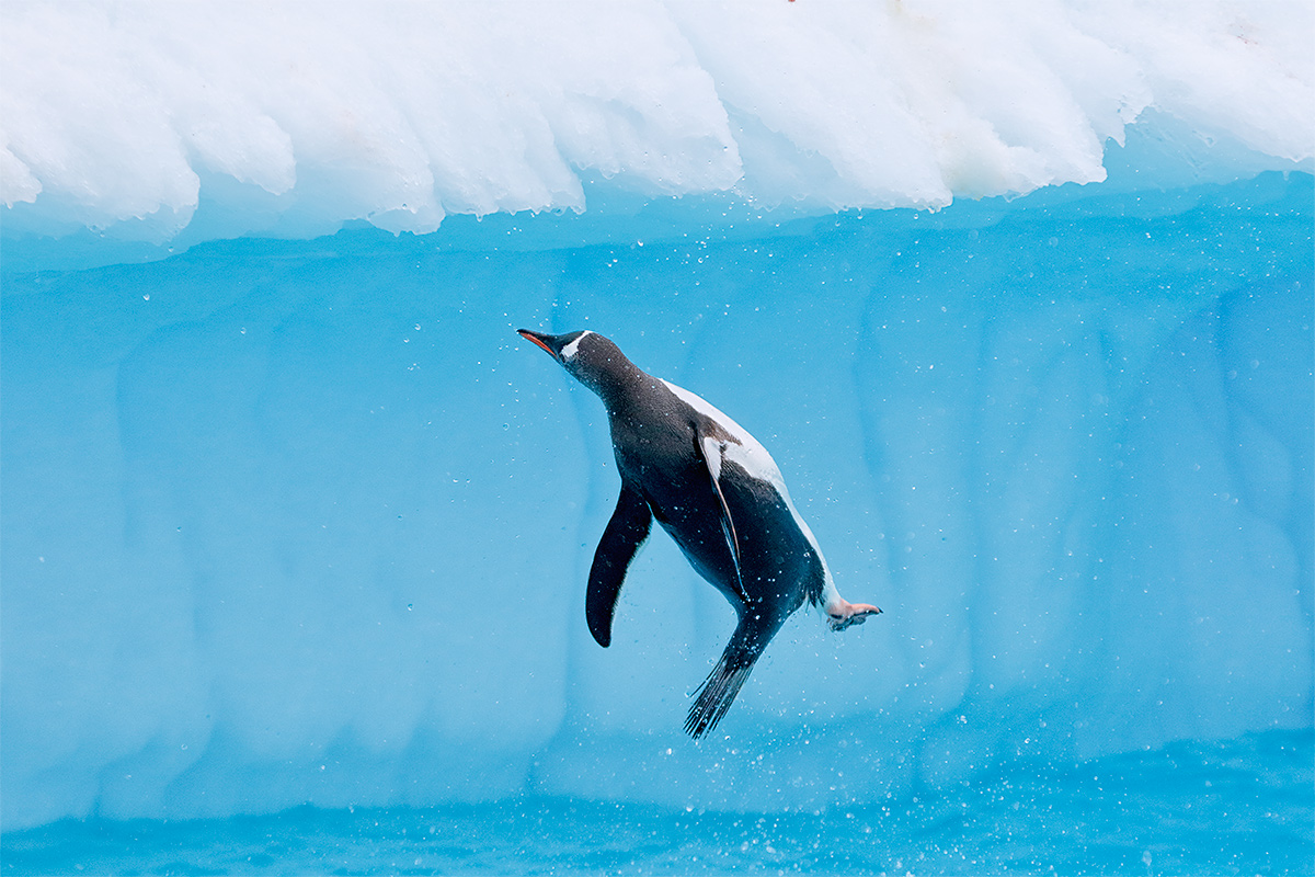 gentoo-penguin-botched-jump-_y8a0323-danco-harbor-antarctica