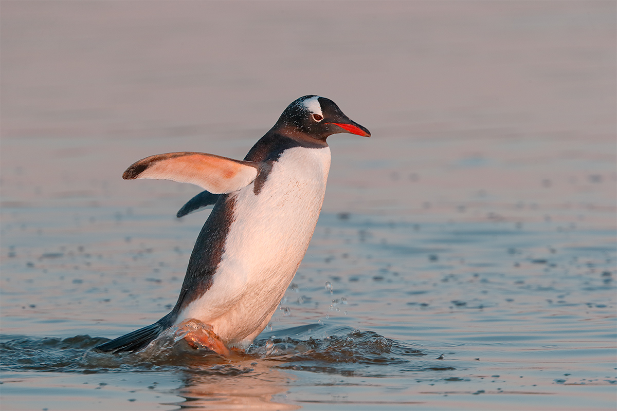 gentoo-penguin-going-through-pond-eml-_y7o3387-bleaker-island-the-falklands