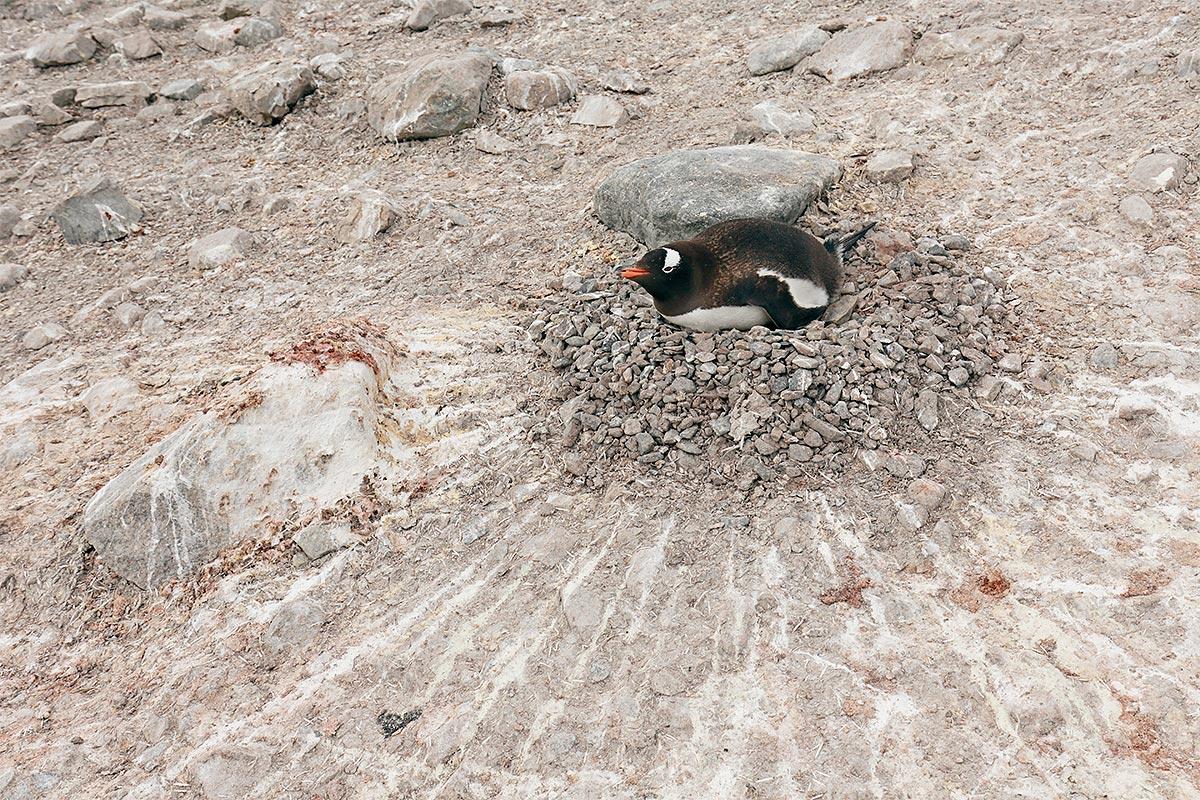 gentoo-penguin-on-nest-redder-un-cropped-_a1c9225-neko-harbour-antarctica