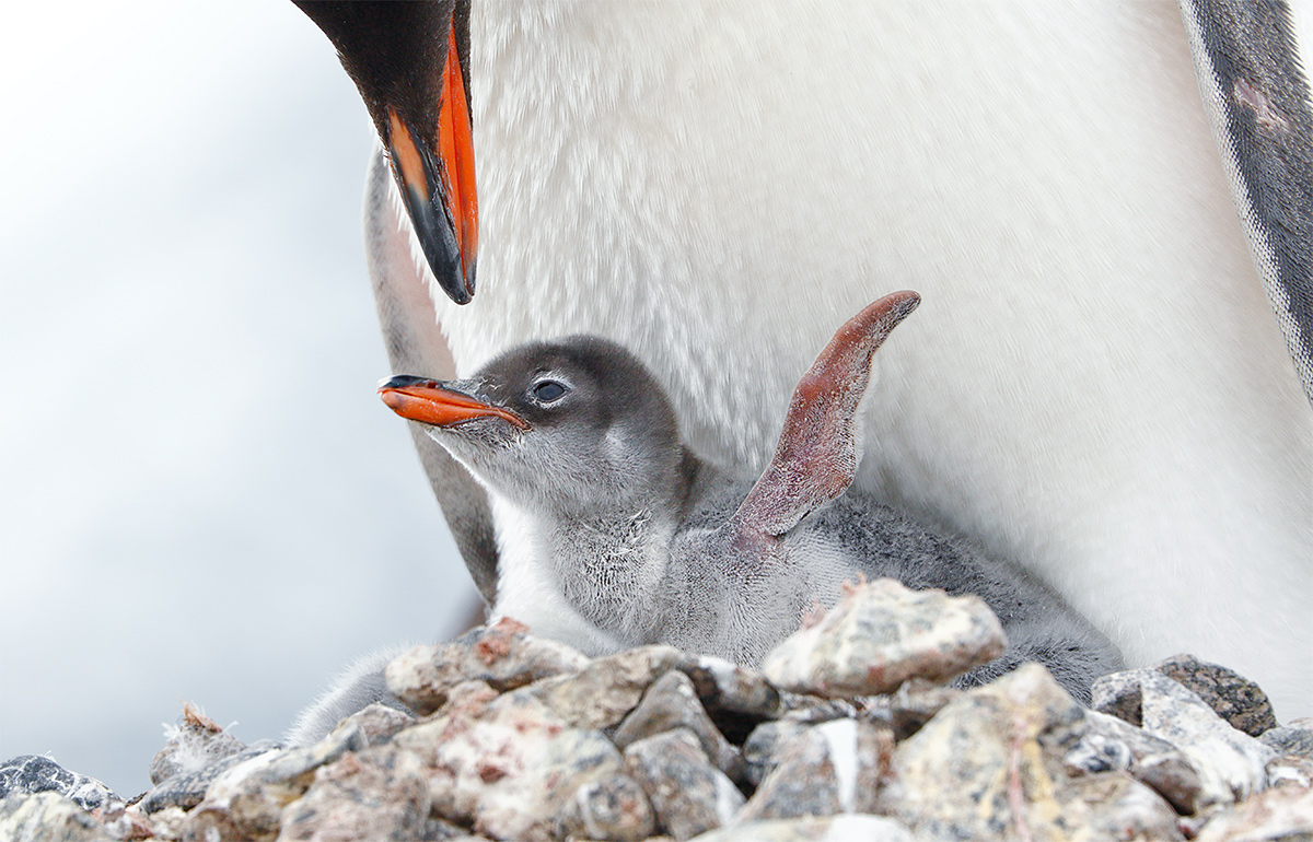 gentoo-penguin-small-chick-begging-_y8a8498-jougla-point-antarctica