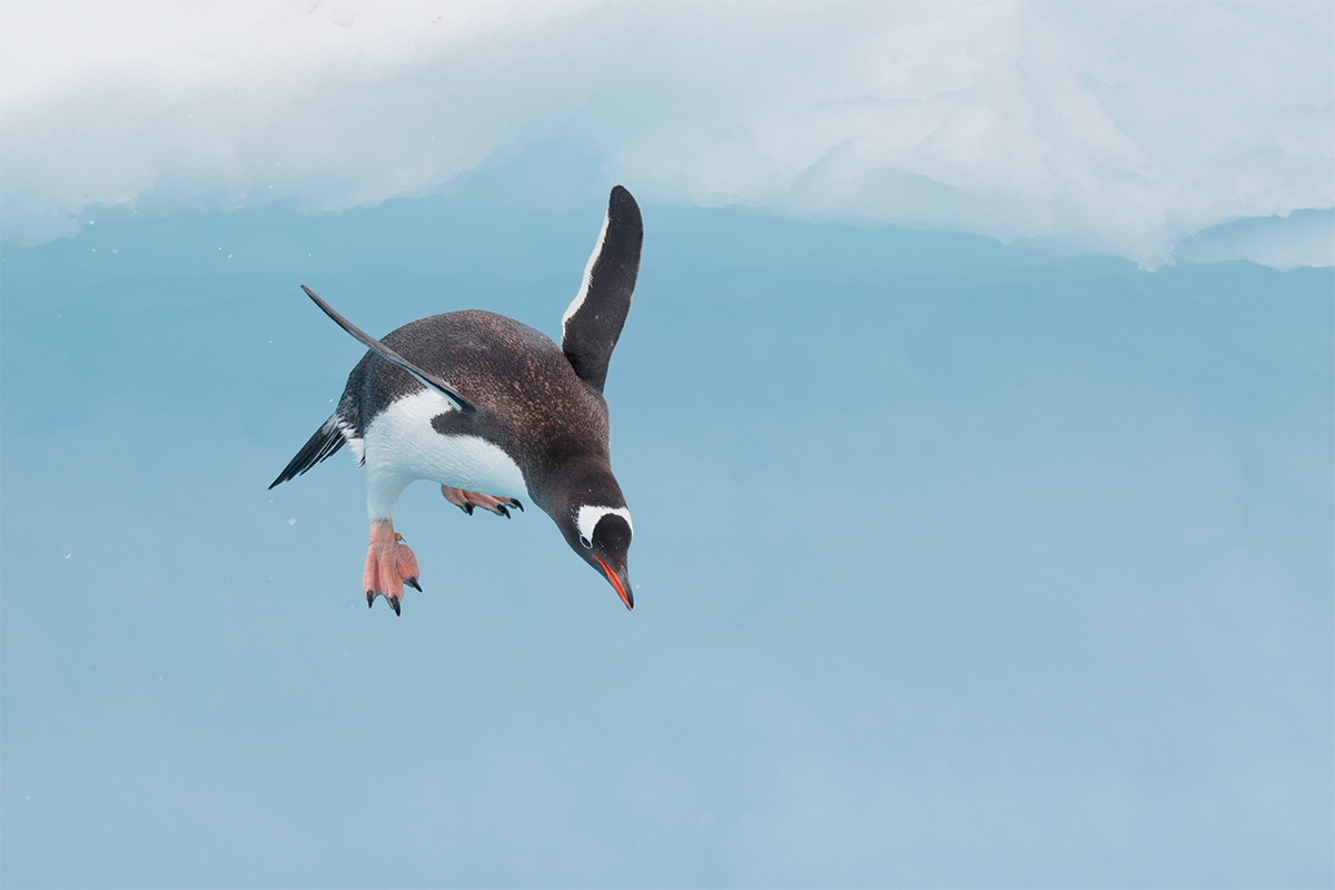 gentoo-penguin-this-one-diving-off-iceberg-20-blue-cyan-sat-20-lighter-_y8a0332-danco-harbor-antarctica