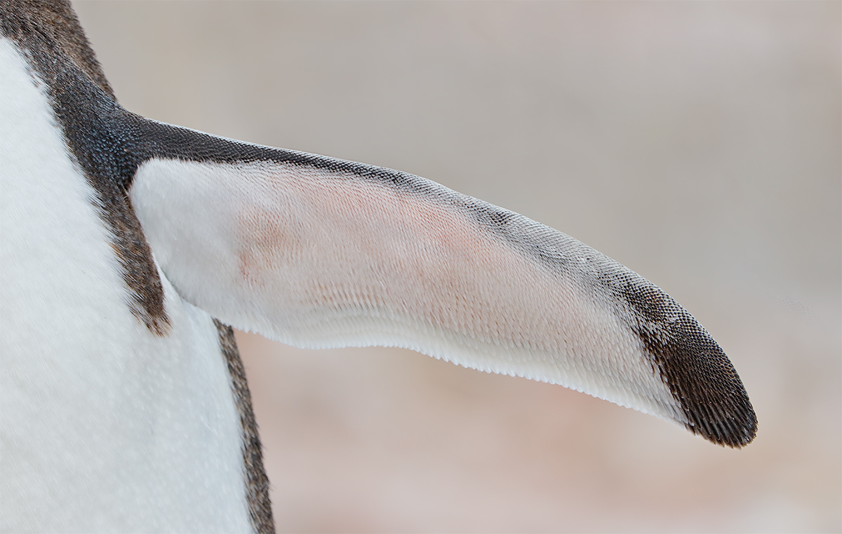 gentoo-penguin-underside-of-extended-wing-_y8a8877-neko-harbour-antarctica