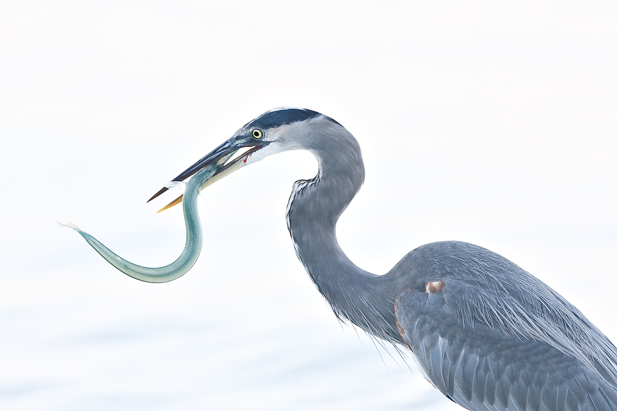 great-blue-heron-with-long-skinny-fish-_36a1675-fort-desoto-county-park-pinellas-fl