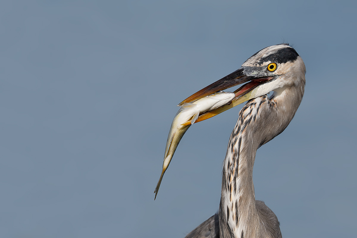 great-blue-heron-with-pinfish-_w5a7108-fort-desoto-county-park-fl