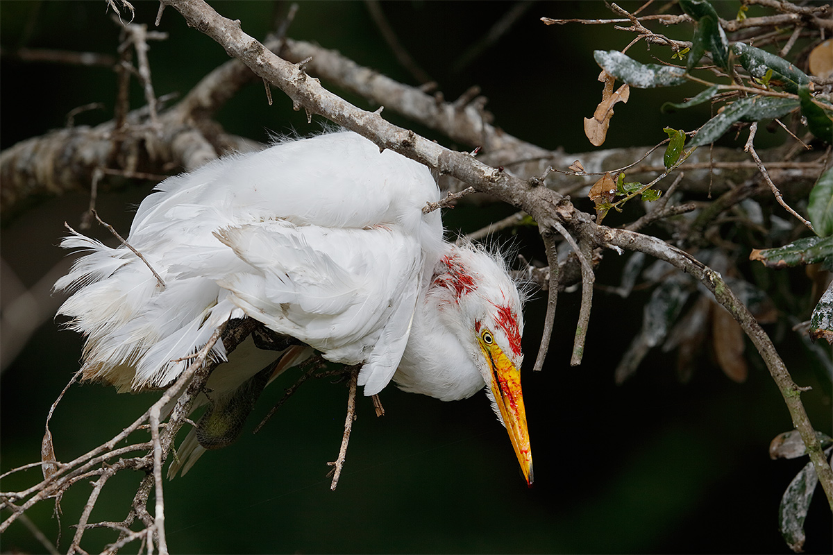 great-egret-chick-orphaned-and-beaten-by-adult-_y5o3837-st-augustine-alligator-farm-fl