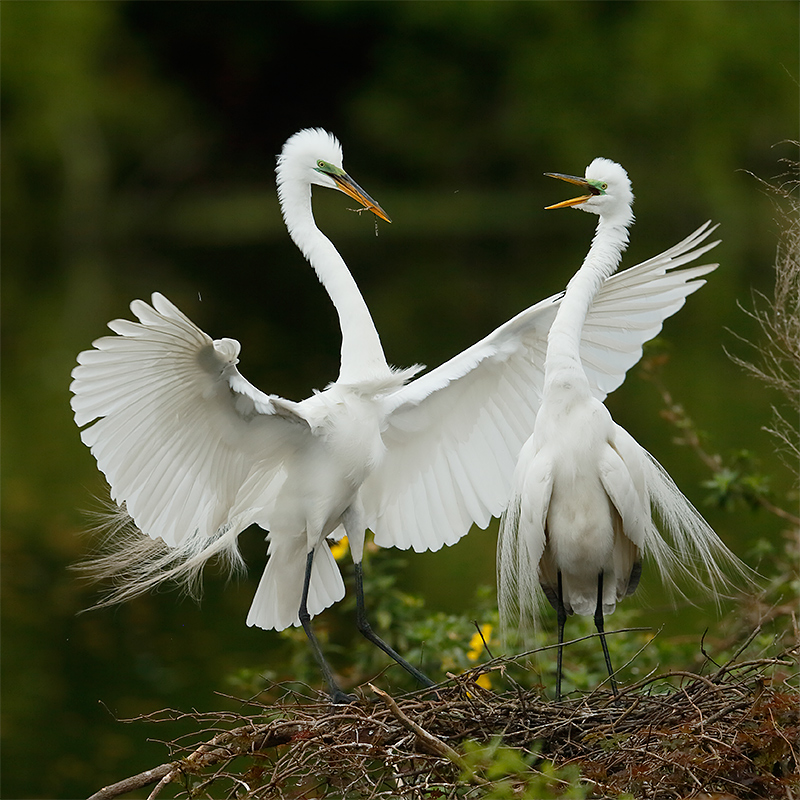 great-egret-courtship-landing-_y5o2127-brandon-fl