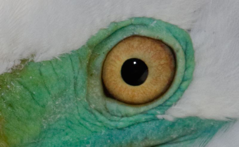 great-egret-eyeball-_t0a9781-gatorland-kissimmee-fl