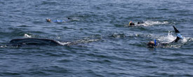 Snorkeling with Whale Sharks in Mexico by Doug Cheeseman