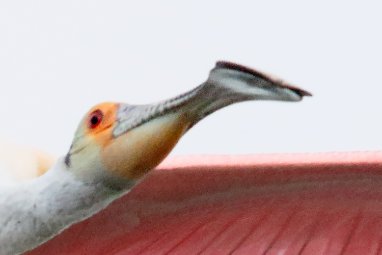 iso-1600-300-pct-view-roseate-spoonbill-iso-1600-_y8a3698-alafia-banks-fl