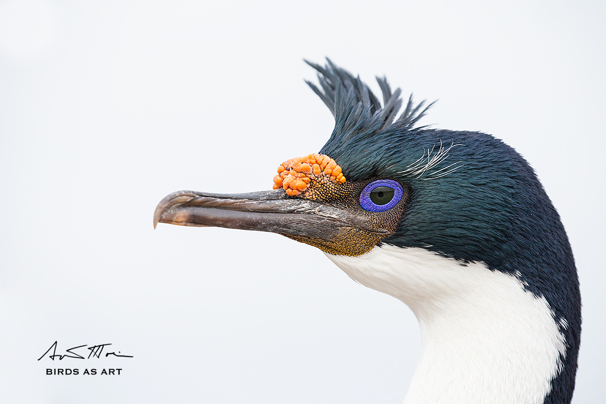 king-cormorant-sig-head-portrait-_y5o3631-bleaker-island-the-falklands_0