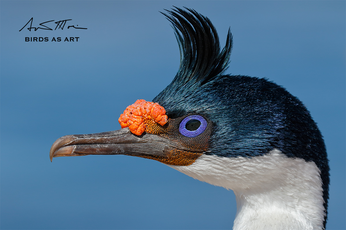 king-cormorant-sig-sun-head-portrait-in-sun-_y8a9917-bleaker-island-the-falklands_0