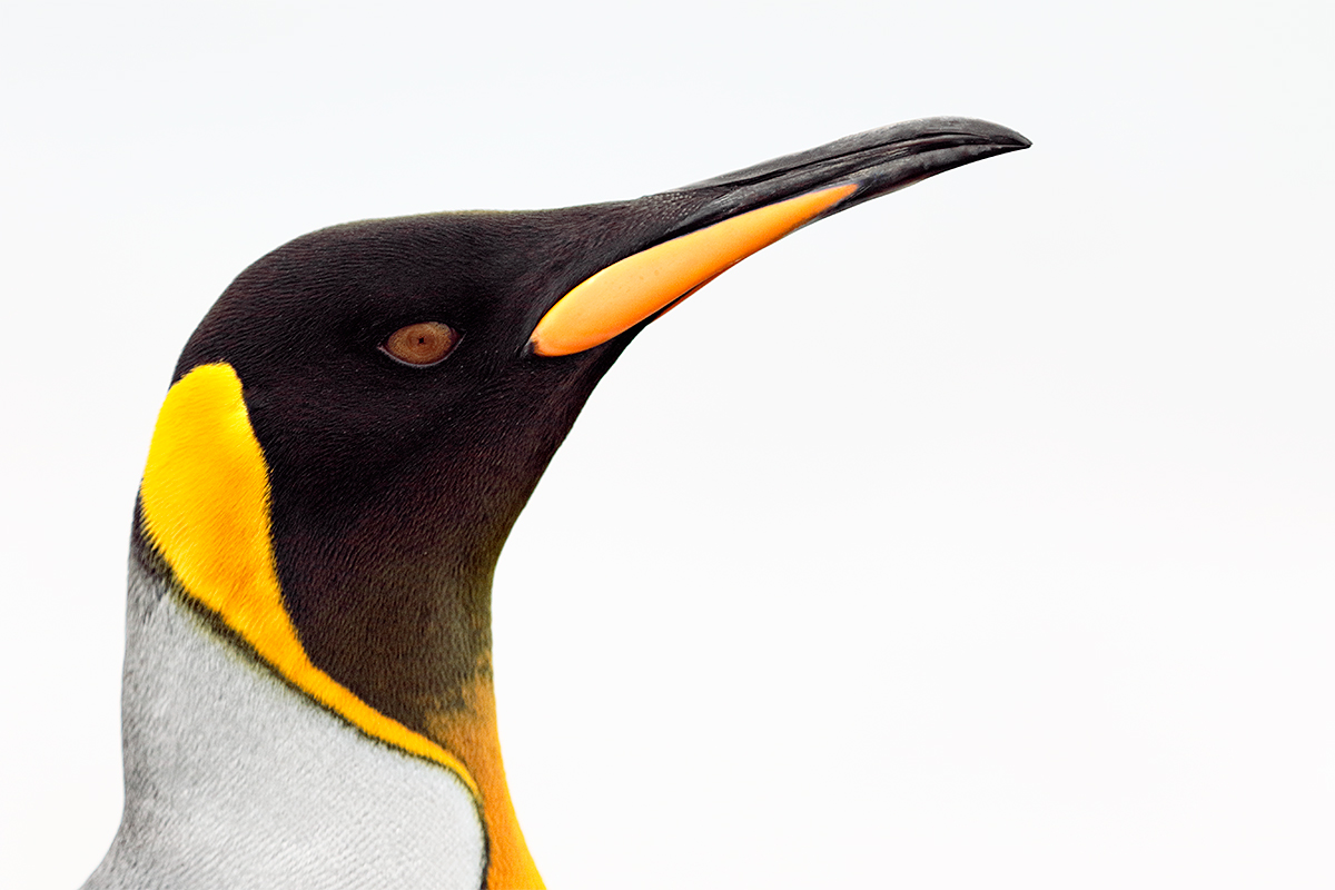 king-penguin-adult-head-portrait-_y8a2405-salisbury-plain-south-georgia