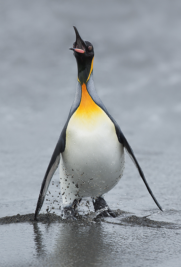 king-penguin-coming-out-of-surf-_a1c3413-salisbury-plain-south-georgia