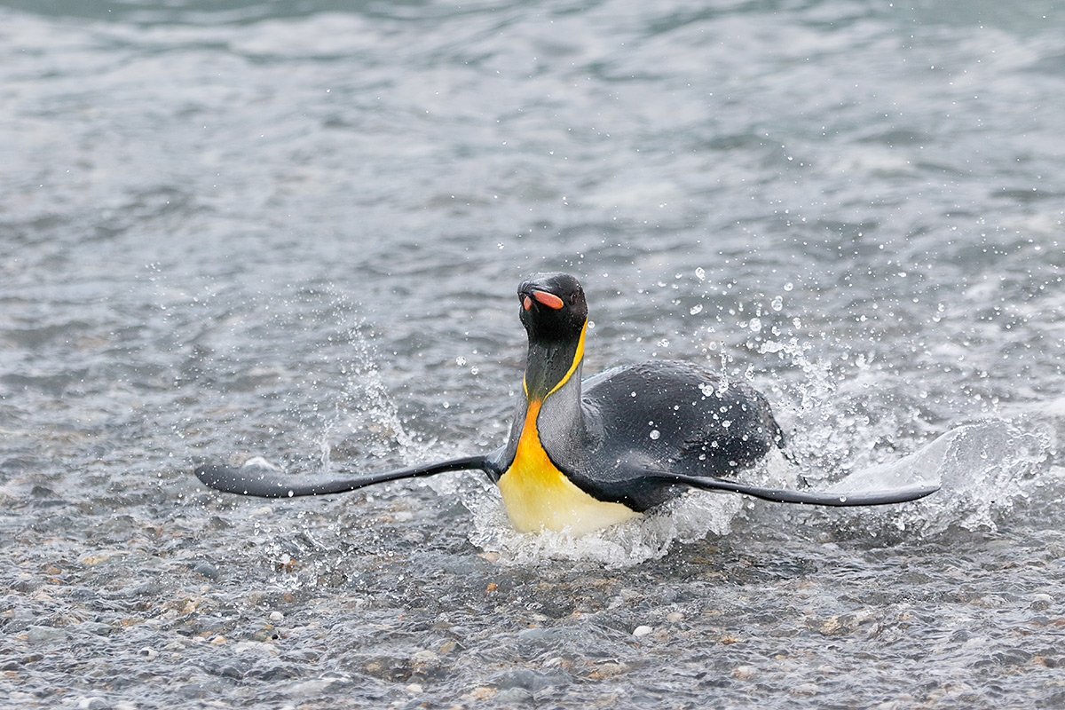 king-penguin-emerging-from-surf-_y8a2473-salisbury-plain-south-georgia_0