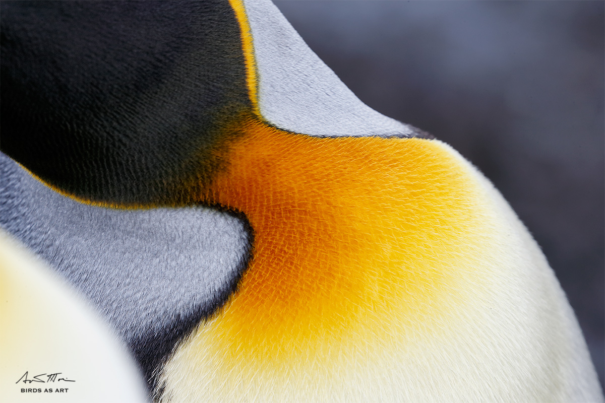 king-penguins-neck-abstract-_y5o5909-salisbury-plain-south-georgia