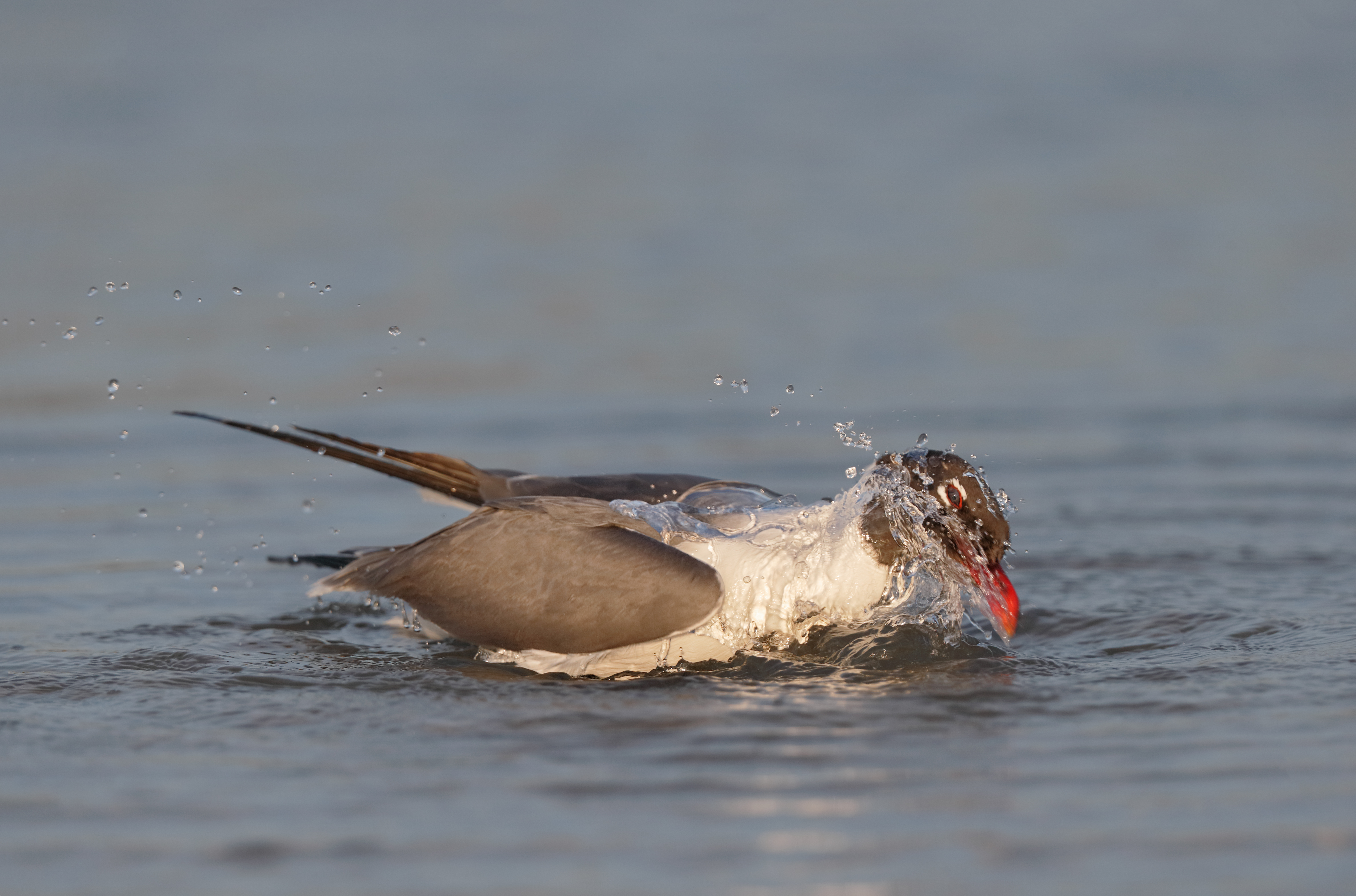 laughing-gull-bathing-with-splashes-tight-_y7o4763-fort-desoto-park-fl