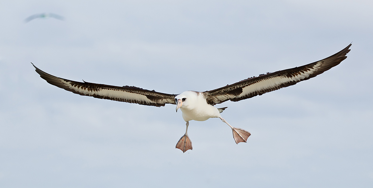 laysan-albatross-landing-_w3c8131-sand-island-midway-nwr