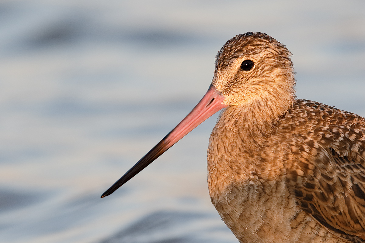 marbled-godwit-tight-portrait-7d-ii-iso-1600-_36a8868-fort-desoto-county-park-pinellas-fl