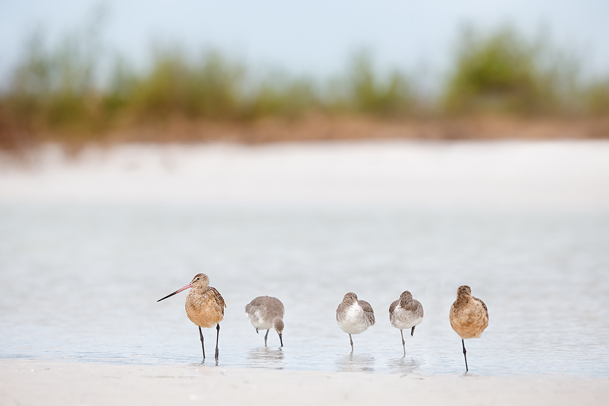 marbled-godwits-and-willets-_q8r4707-fort-desoto-park-st-petersburg-fl_0