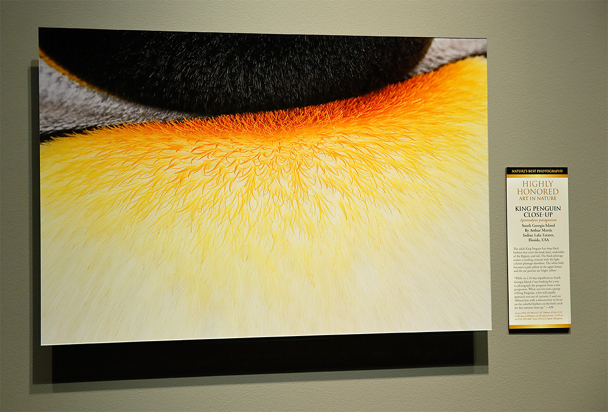 natures-best-king-penguin-neck-abstract-print-_a1c7820-washington-dc