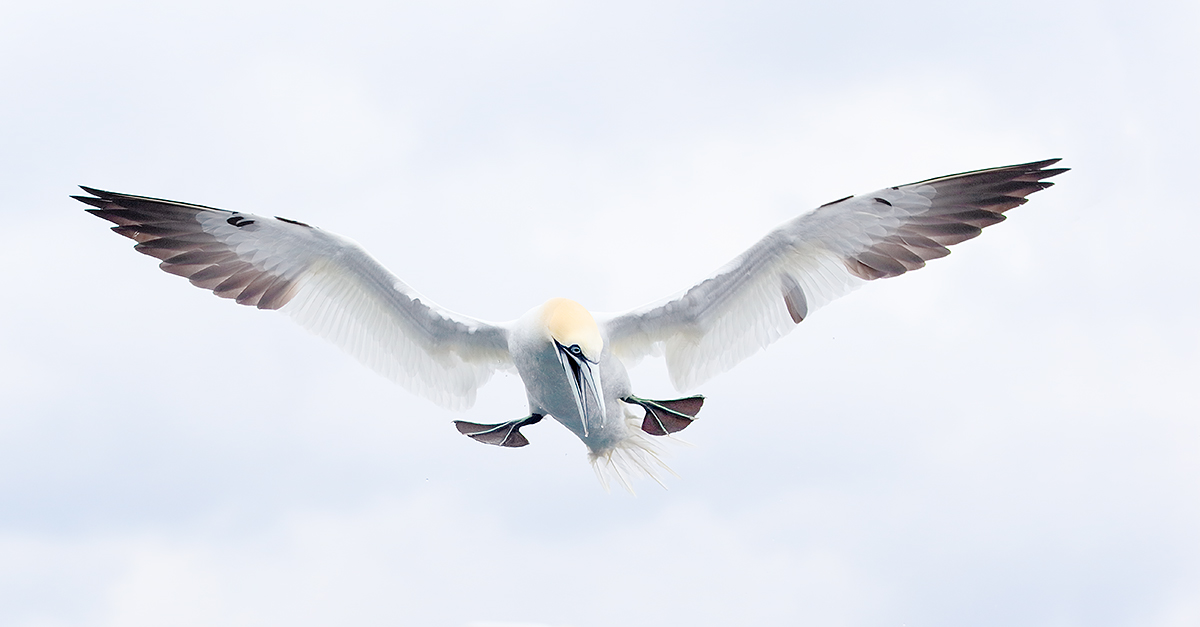 northern-gannet-ready-to-dive-_y7o5342-bass-rock-scotland_0